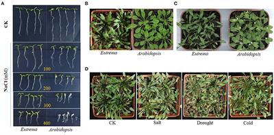 Adaptative Mechanisms of Halophytic Eutrema salsugineum Encountering Saline Environment